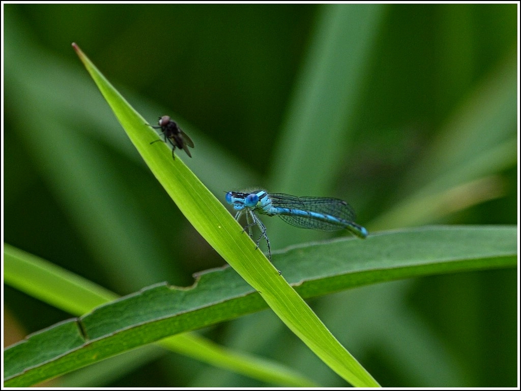 K�stliches aus der Sicht der Libelle. 29.07.2012 (Jeanny)