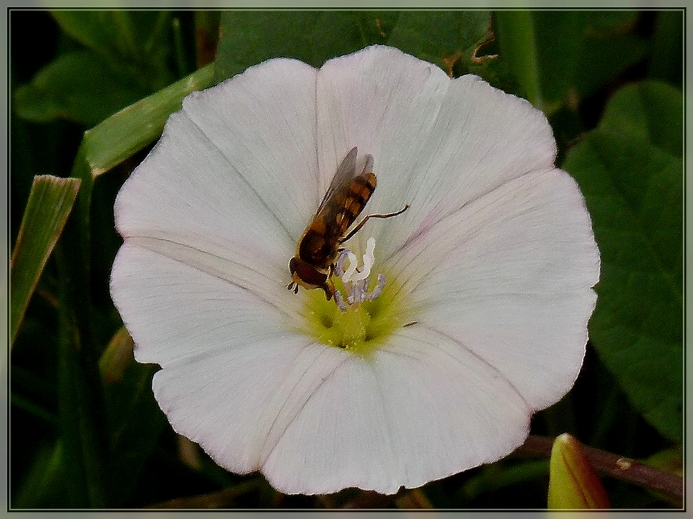 Kopf�ber am Nektar naschen. 17.06.2011 (Jeanny)