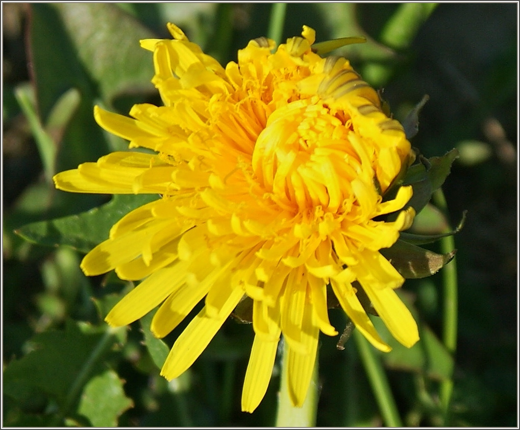 Langsam �ffnet sich der L�wenzahn dem neuen Tag.
(16.04.2011)