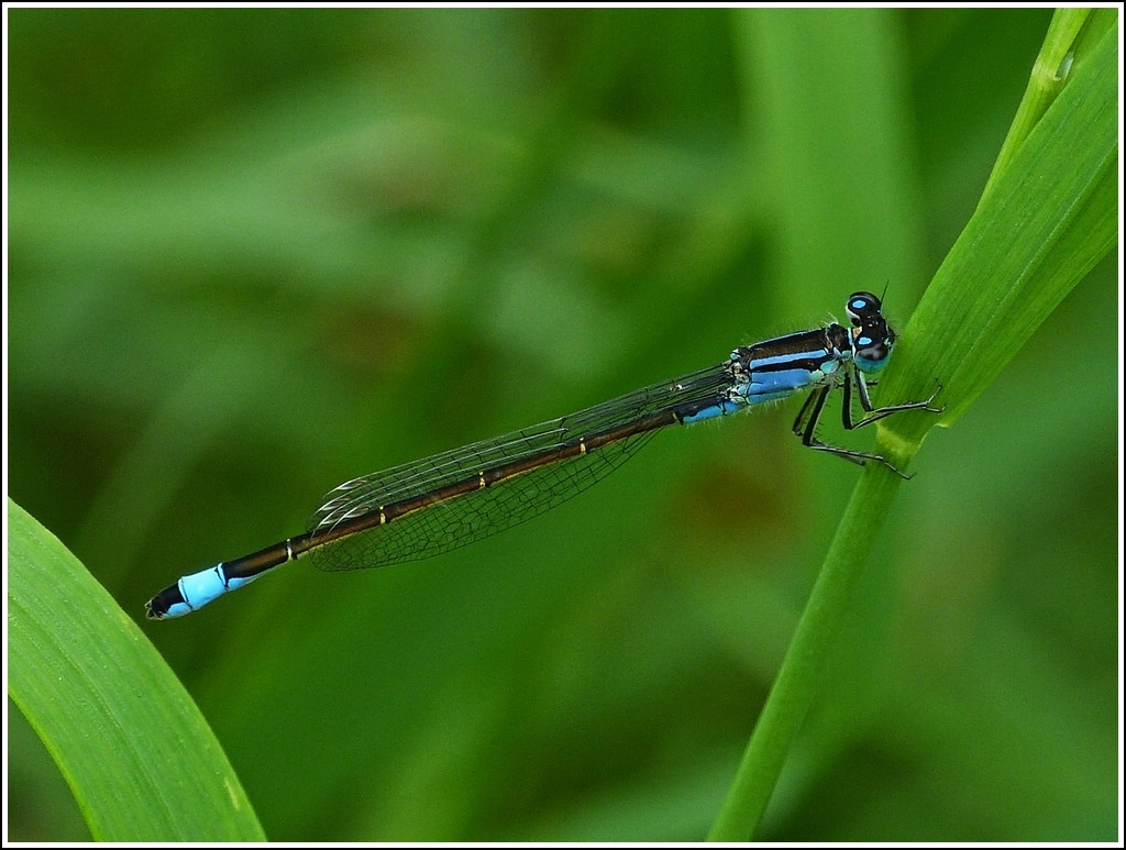 M�nnchen der Gro�e Pechlibelle (Ischnura elegans). 29.07.2012 (Jeanny)