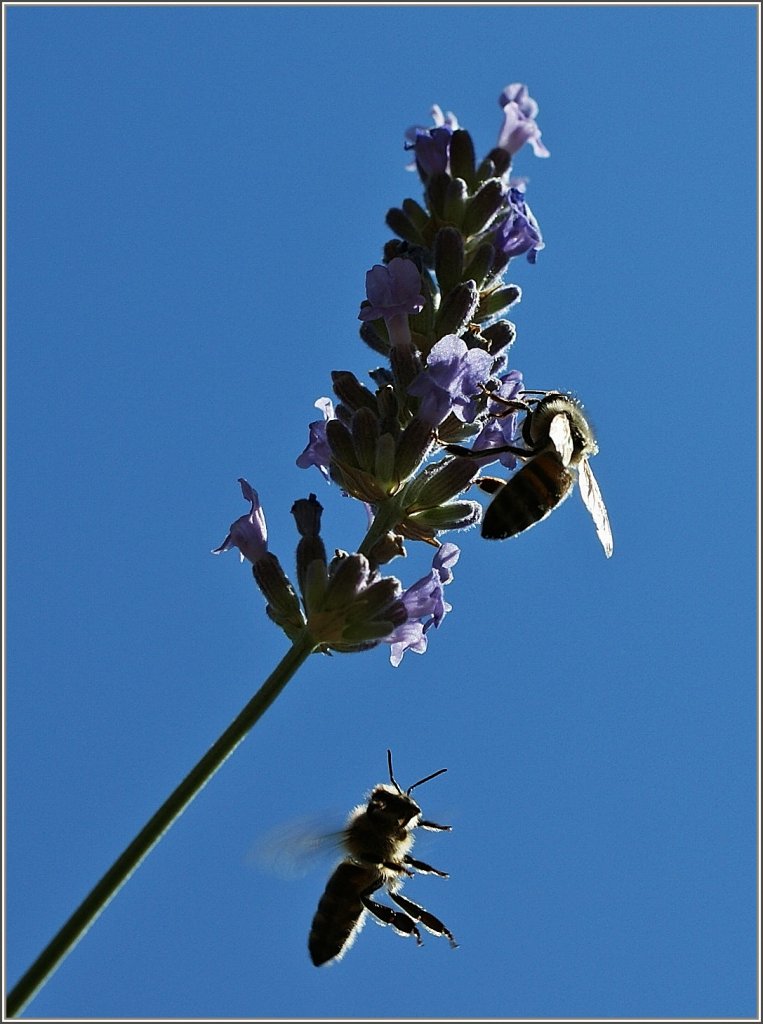 Mit dem Makroobjektiv ge�bt: Bienen im Anflug auf Lavendel.
(09.08.2012)
