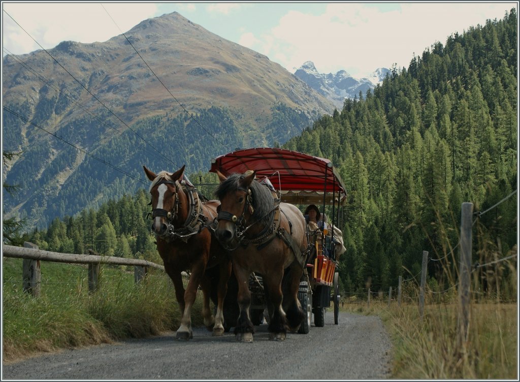  Nahverkehr im Val Bever : neben den wenigen RhB Z�gen die Spinas halten, verkehrt auch dreimal t�glich nach festem Fahrplan in Pferdefuhrwerk von Bever nach Spinas. 
12.09.2011