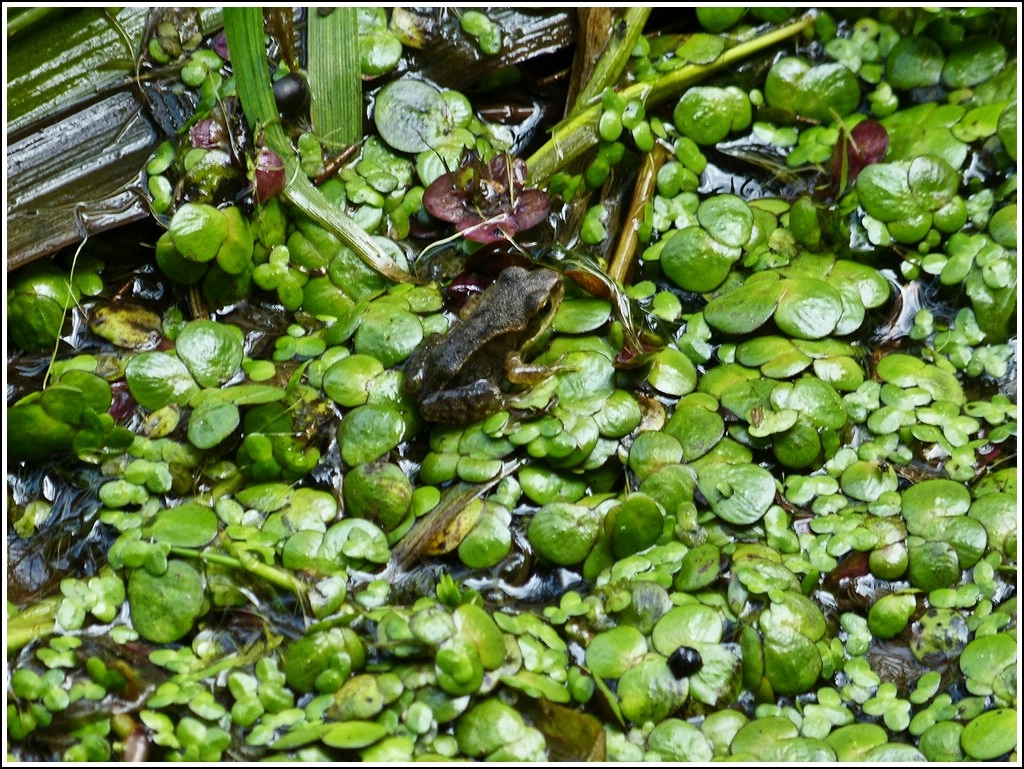 Nicht viel gr��er als eine Wasserlinse. 07.08.2012 (Jeanny)