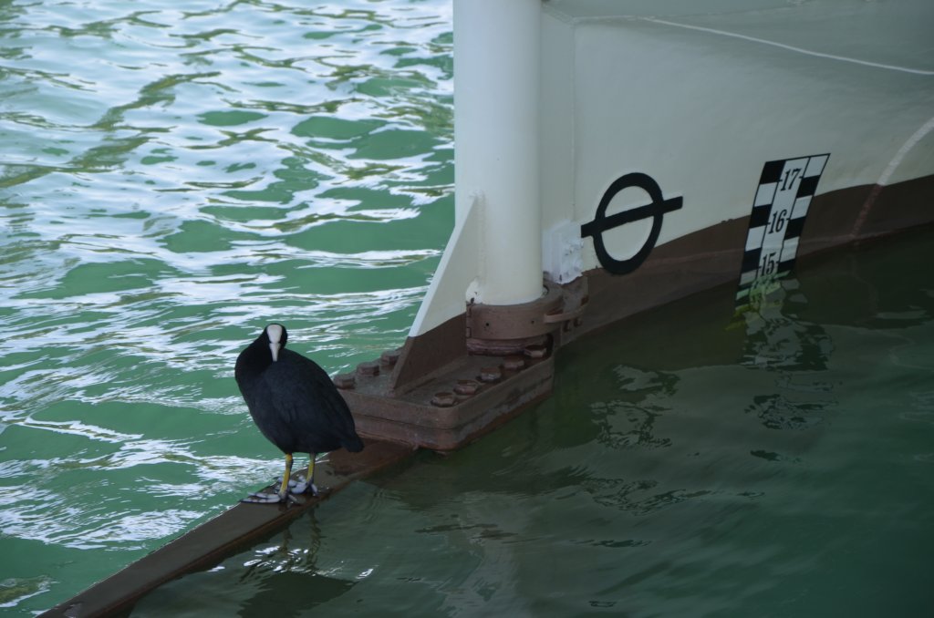  Suche Mitfahrgelegenheit  oder ein blinder Passagier?
auf dem Heckruder des DS Bl�mlisalp vor der Abfahrt in Thun.(01.07.2013)