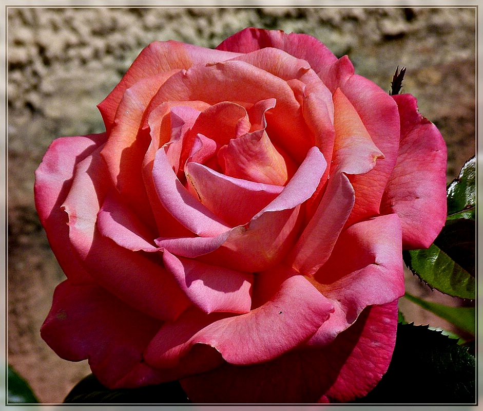 Trotz der Trockenheit, beginnen die Rosen zu bl�hen. 01.06.2011 (Jeanny)