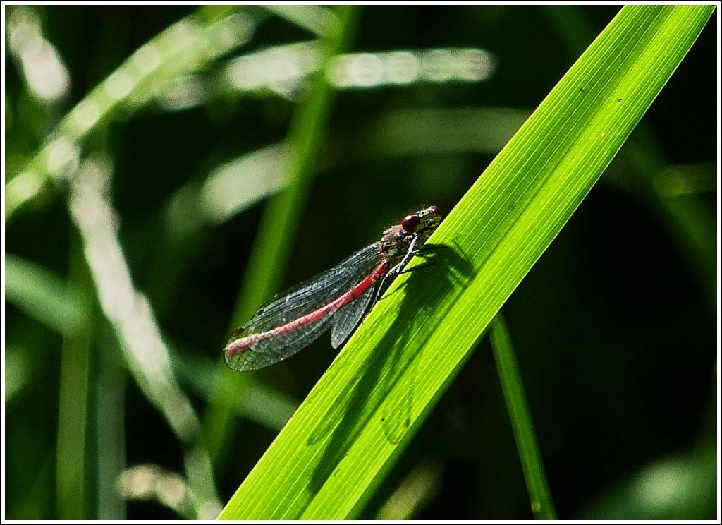 ...und nicht nur die Menschen profitieren davon. [Fr�he Adonisjungfer (Pyrrhosoma nymphula)] 25.07.2012 (Jeanny)