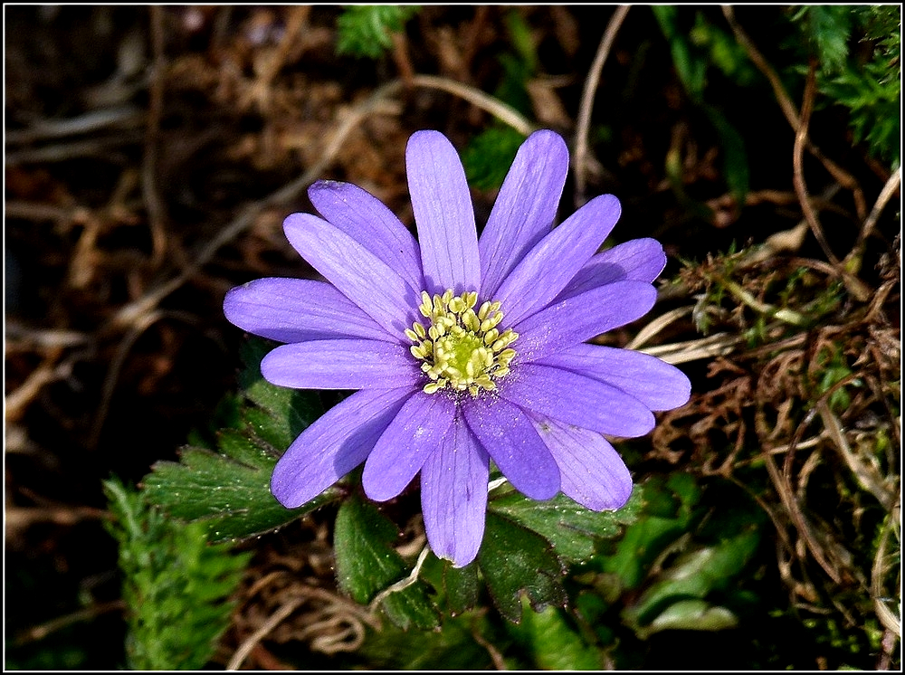 Unkraut kann auch sch�n sein. 26.03.2011 (Jeanny)