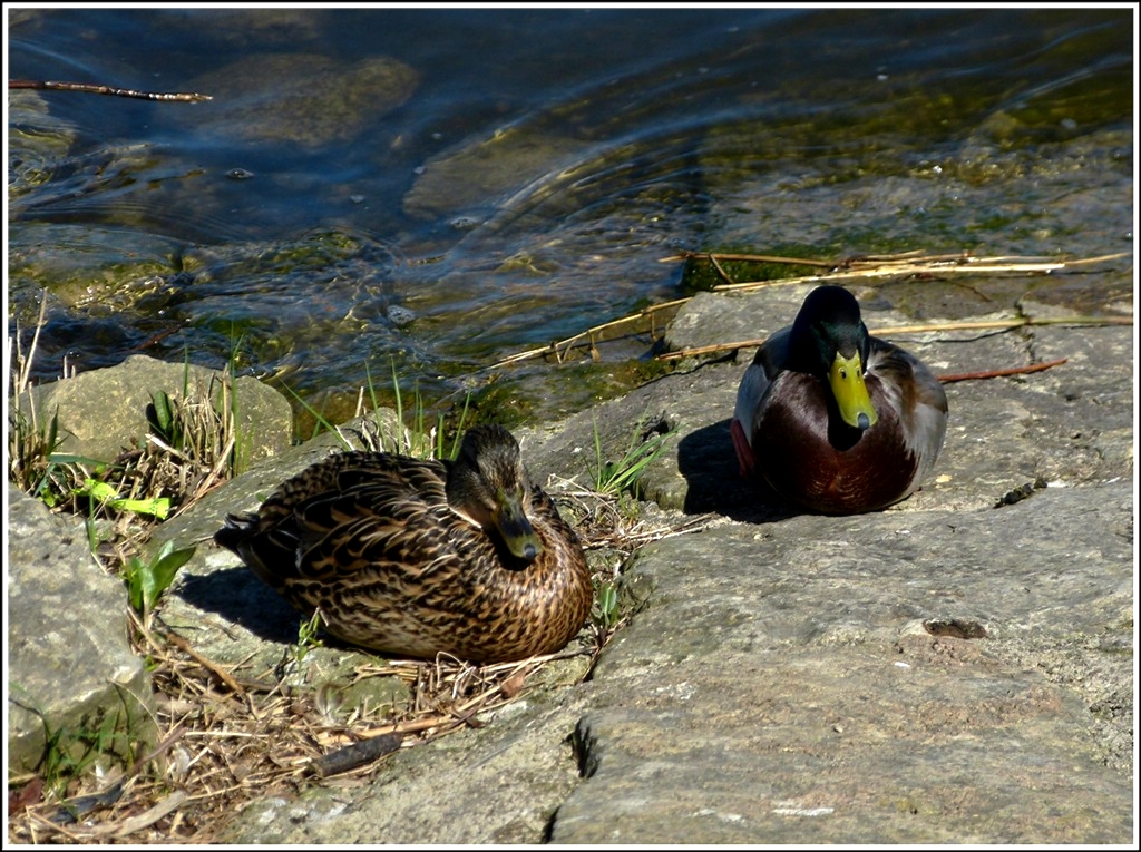 W�hrend bei den Enten traute Zweisamkeit herrschte... 01.04.2012 (Jeanny)