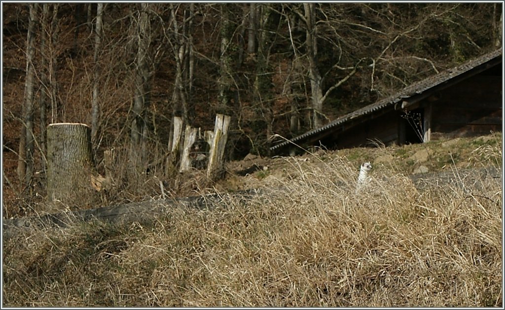  Was machen die Bahnfotografen, wenn kein Zug kommt...?  lautete vor ein paar Bilder die Frage. Da man doch auf dem Boden der Tatsachen bleiben m�chte, aber weder eine  Jeanny  noch einen  Hans  fotografieren kann, sucht man nach kleinen Alternativen...
PS: Leider  konnte ich das kleine, mir unbekannte Tier nicht fragen, ob es mit der Ver�ffentlichung des Bildes einverstanden ist.
Bei Neyruz, den 12. M�rz 2012