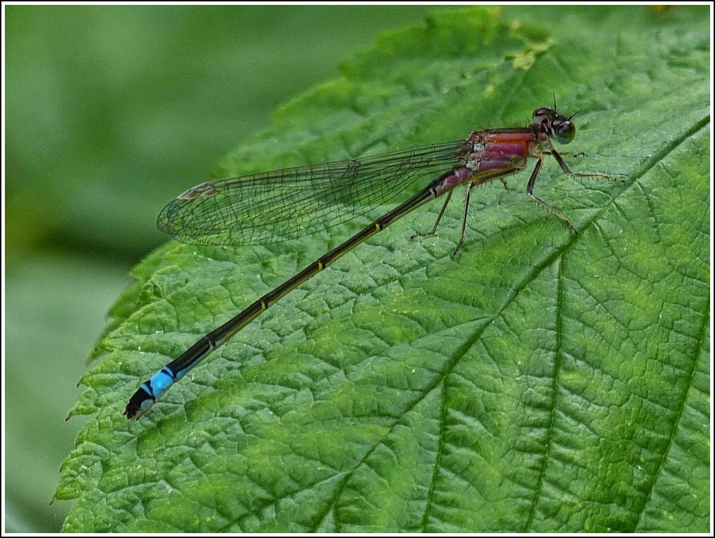 Weibchen der Gro�e Pechlibelle (Ischnura elegans). 29.07.2012 (Hans)