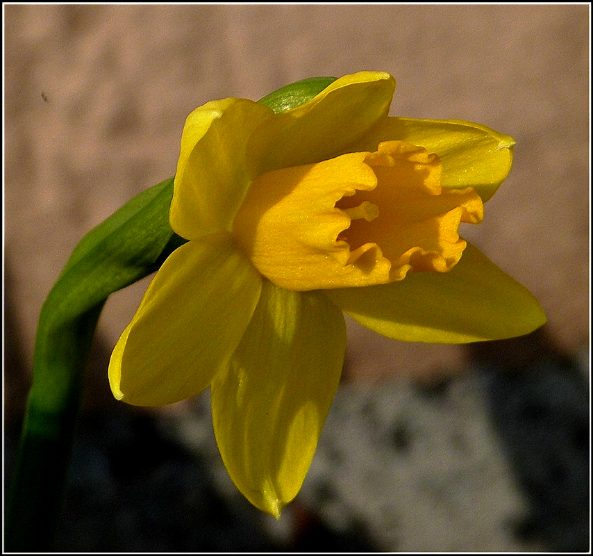 Wenn das mal wieder gut geht. Eine Narzisse �ffnet am 05.03.2011 ihren Bl�tenkelch und streckt ihn vorsichtig der Sonne entgegen. Vor fast genau 3 Jahren sah diese Stelle in unserem Garten so aus: http://www.landschaftsfotos.eu/name/einzelbild/number/4998/kategorie/suchen/suchbegriff/De+Rond+Hans+und+Jeanny.html 
