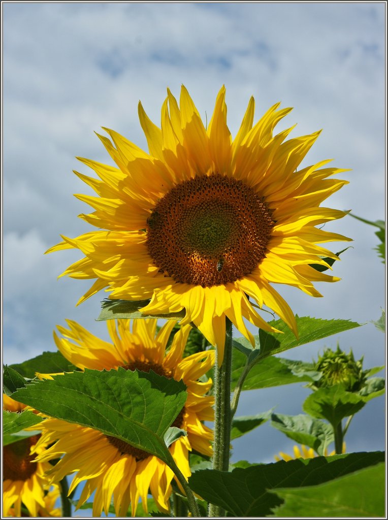 Wenn sie bl�ht ist die Mitte des Sommers erreicht:Die Sonnenblume.
(12.07.2012)