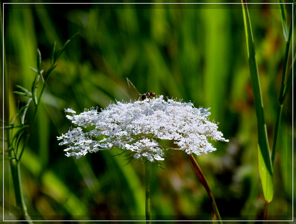 Wilde M�hre. 21.08.2011 (Jeanny)