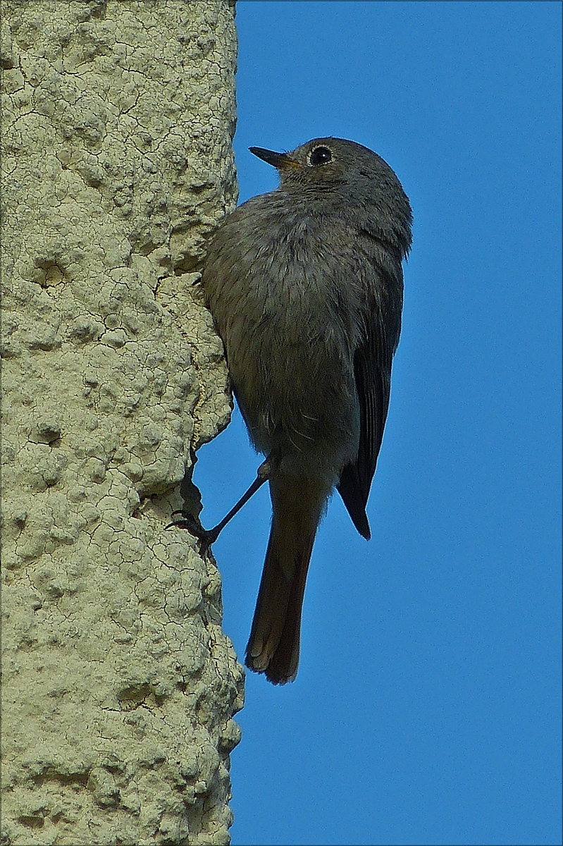 . Bei Gartenarbeiten hat dieser Hausrotschwanz mich genauestens im Auge, weil er seine Brut im Dachgeschoss �ber der Garage besch�tzt.  21.05.2018 (Hans)
