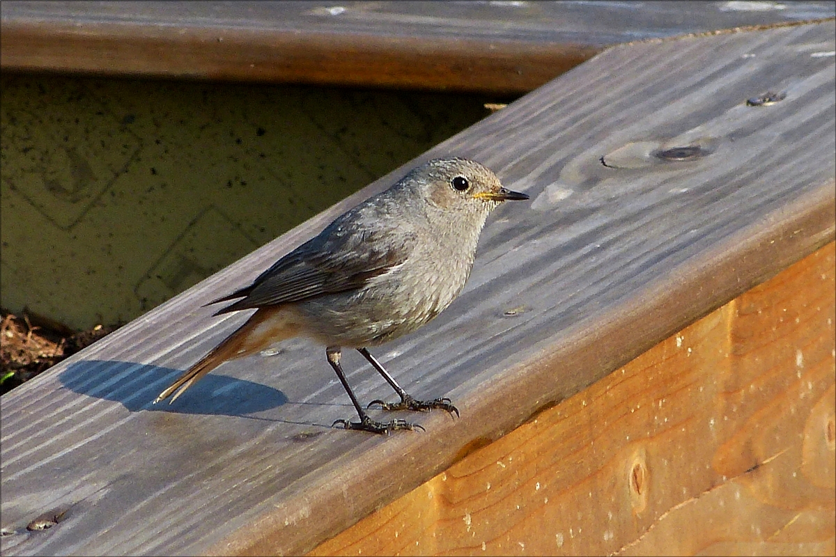 . Bei Gartenarbeiten hat dieser Hausrotschwanz mich genauestens im Auge, weil er seine Brut im Dachgeschoss �ber der Garage besch�tzt, im Normalfall bleiben sie nicht so brav und ruhig sitzen, wenn man diese V�gel fotografieren will.   21.05.2018 (Hans)
