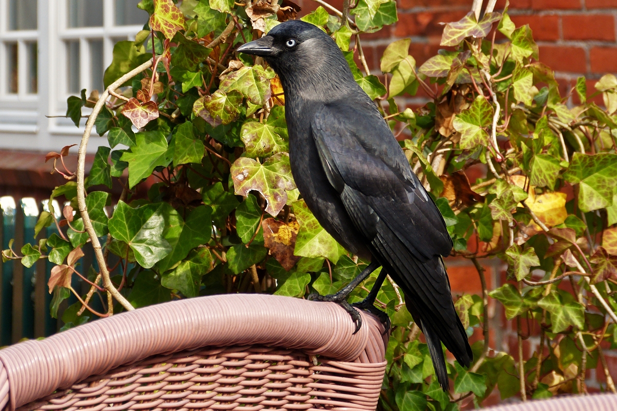 . Bekomme ich ein St�ckchen vom Kuchen ab? Spiekeroog, 09.10.2014 (Hans) 