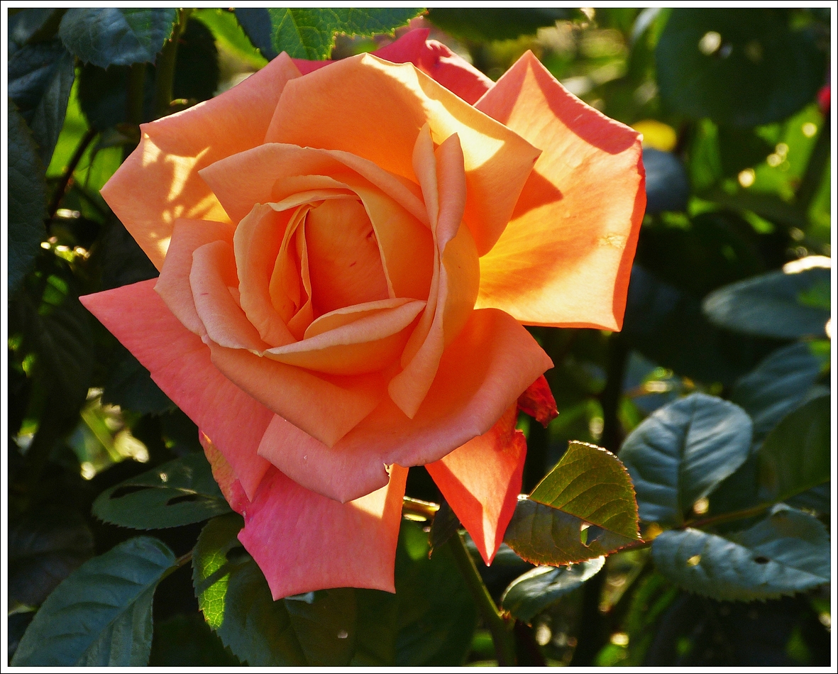 . Die Rosen in unserem Garten bereiten uns noch immer gro�e Freude. 22.10.2013 (Jeanny)