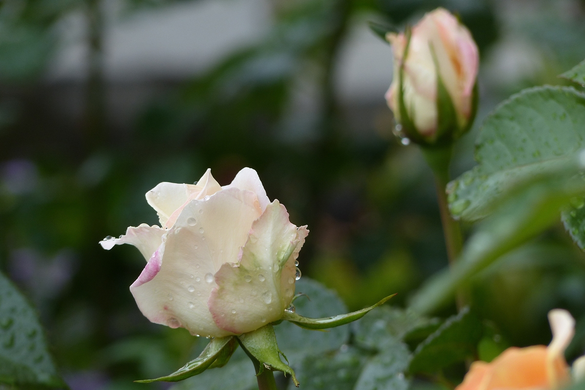 . Die wei�en Rosen beginnen zu bl�hen. 01.06.2018 (Jeanny)