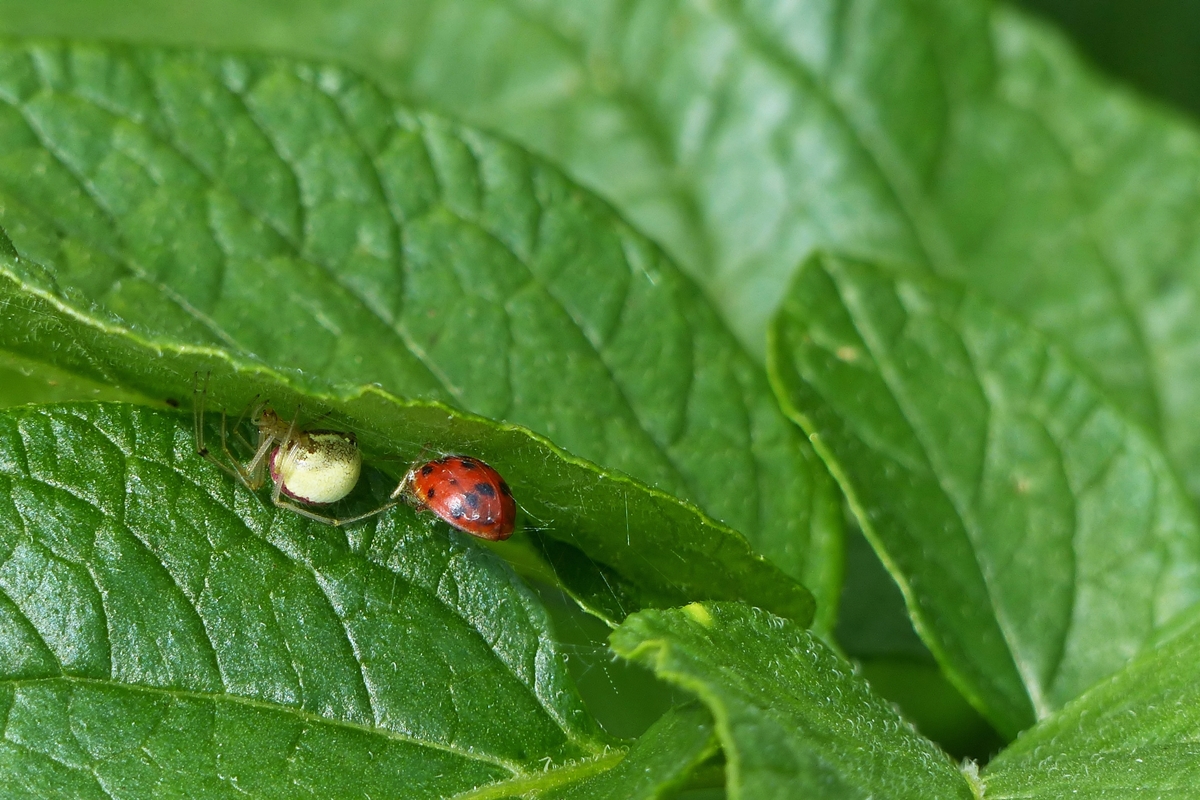 . Drama im Kartoffelbeet - Die Spinne ist satt und vom Marienk�fer bleiben nur die Deckfl�gel �brig. 13.07.2014 (Jeanny) 