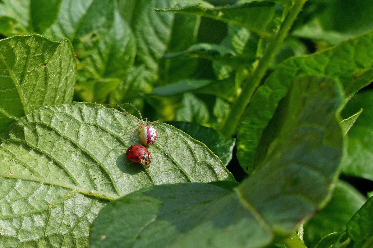. Drama im Kartoffelbeet - Ein Marienk�fer ist der Spinne ins Netz gegangen. 13.07.2014 (Jeanny)