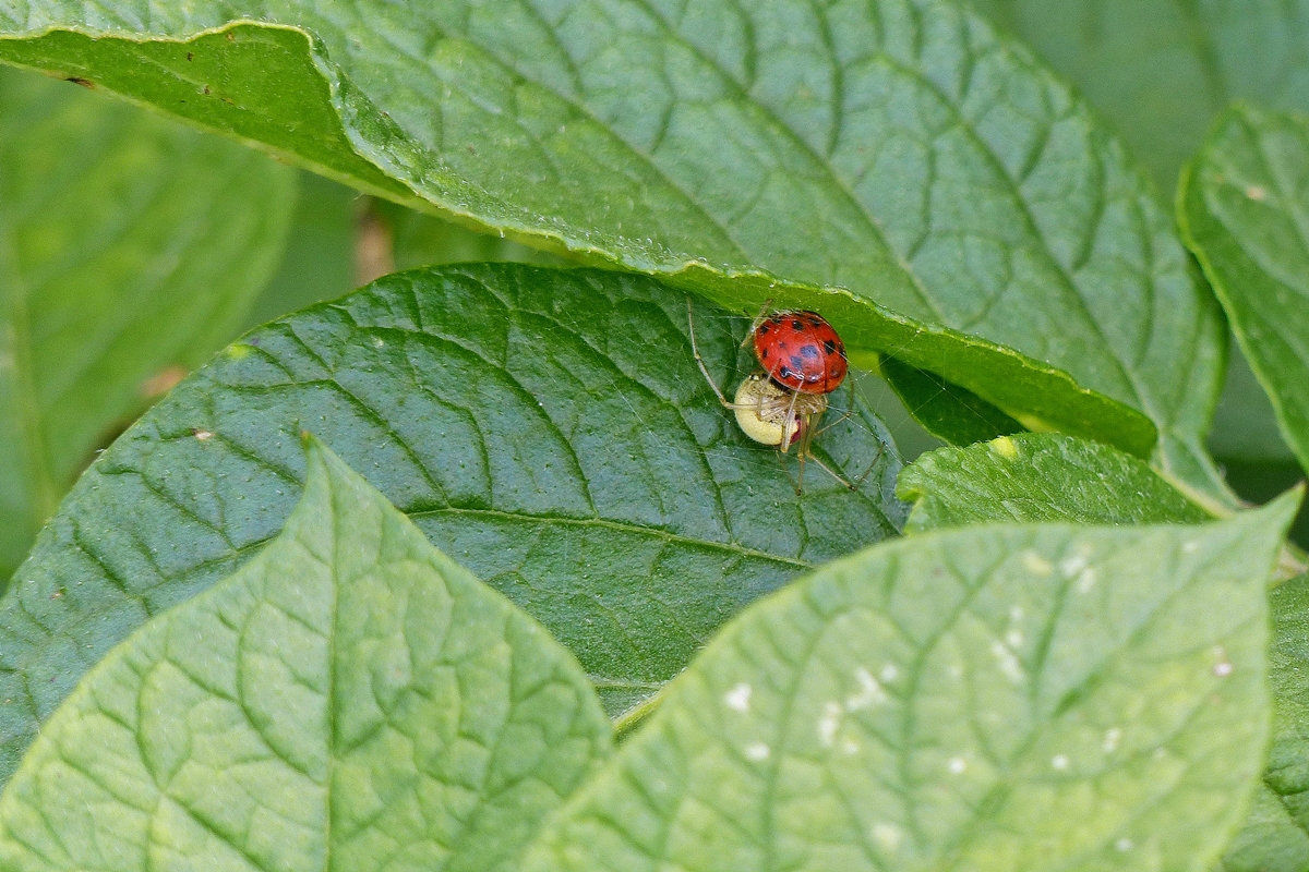 . Drama im Kartoffelbeet - Von unten wird der Marienk�fer von der Spinne aufgefressen. 13.04.2014 (Jeanny)