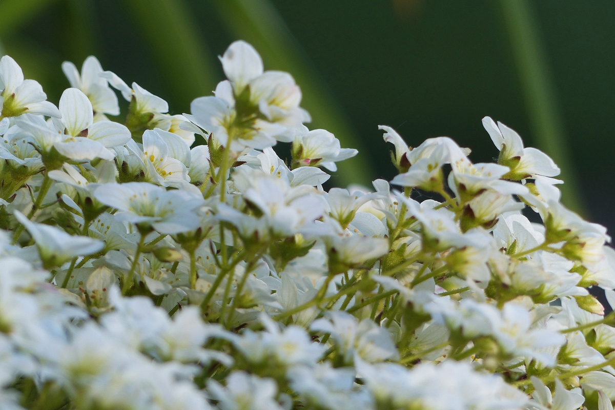 . Ein Bl�tenmeer. 07.05.2018 (Jeanny)