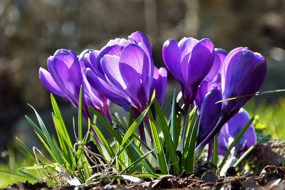 . Ein fr�hlingshafter Blumenstrau�. 06.03.2014 (Jeanny)