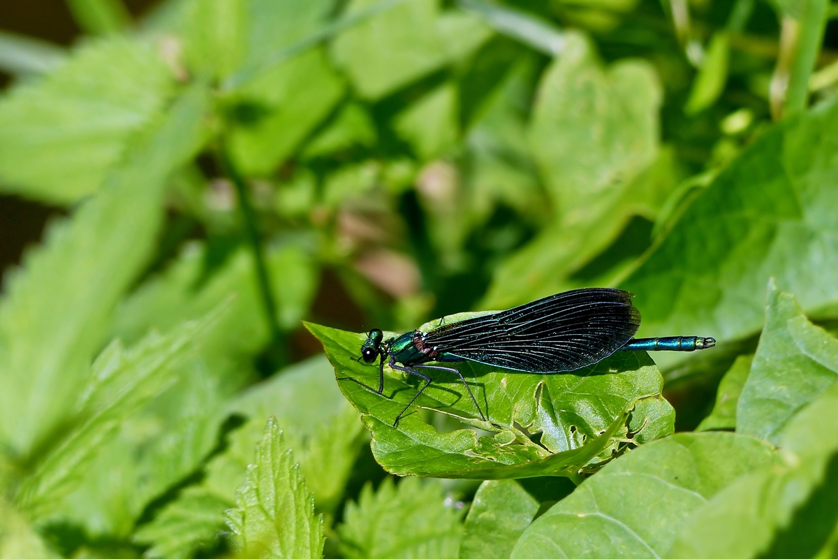 . Ein M�nnchen der Blaufl�gel-Prachtlibelle (Calopteryx virgo) genie�t die raren Sonnstrahlen des 16.08.2014. (Jeanny)