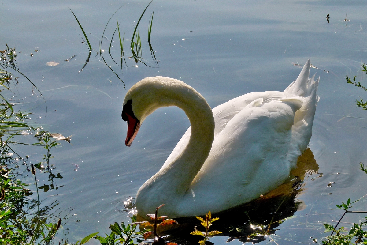 . Ein sch�ner Schwan an der Mosel. 02.09.2014