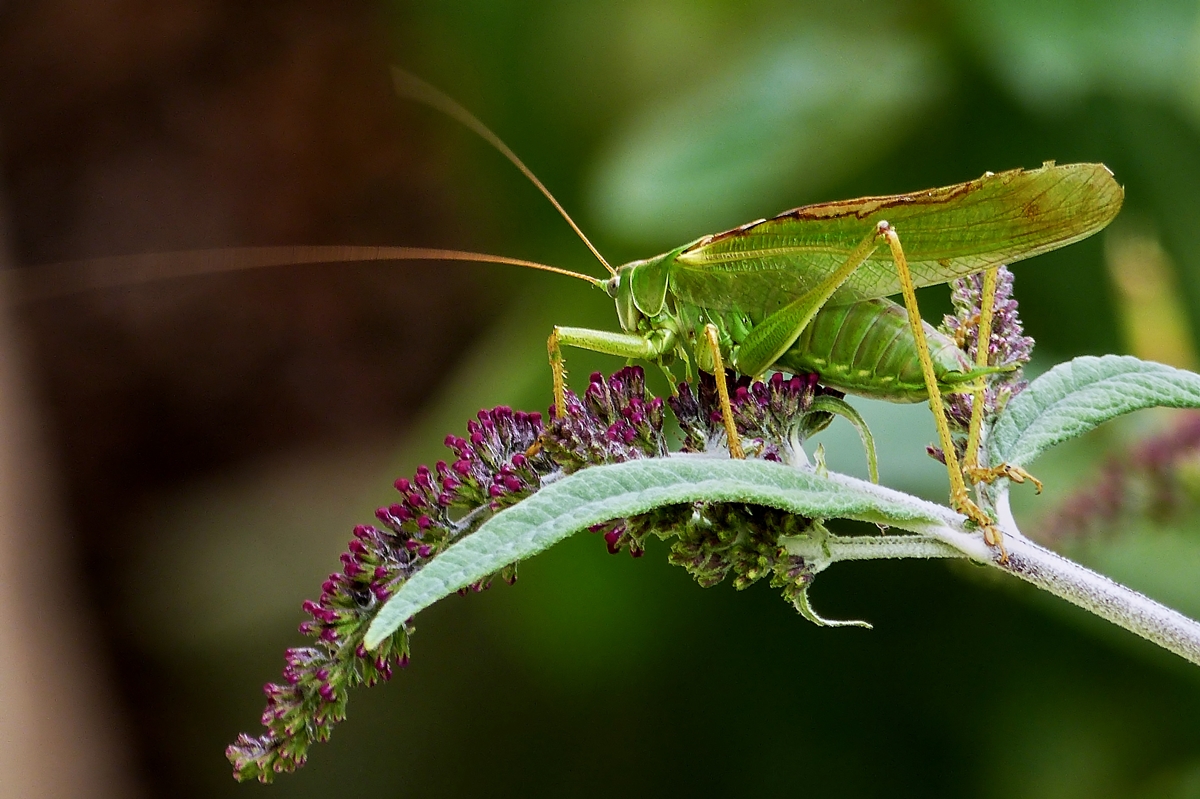 . Ein ungew�hnliches Gast besucht unseren Sommerflieder. 26.08.2014 (Hans)