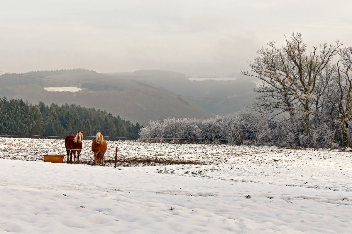 . Entt�uschte Haflinger am 06.01.2015 zwischen Kautenbach und Alscheid. (Jeanny)
