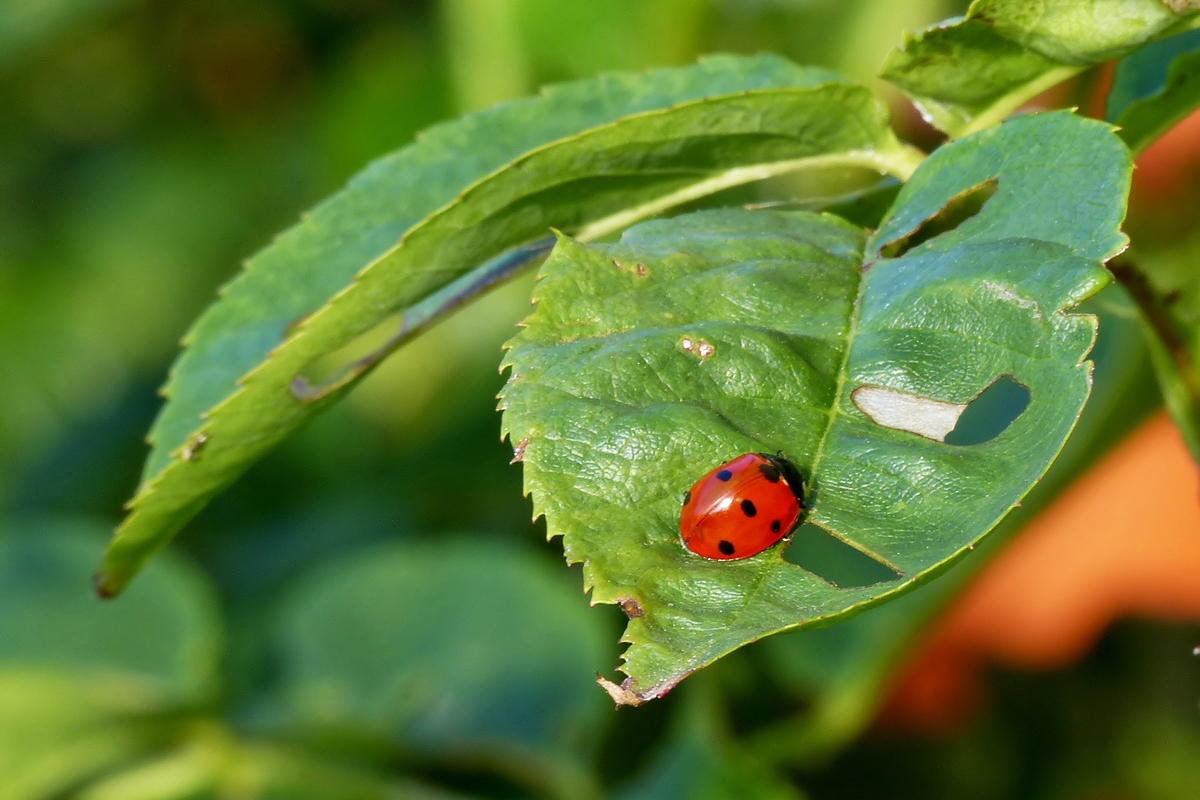 . Erfreuliche Begegnung am fr�hen Morgen. 17.07.2014 (Jeanny)