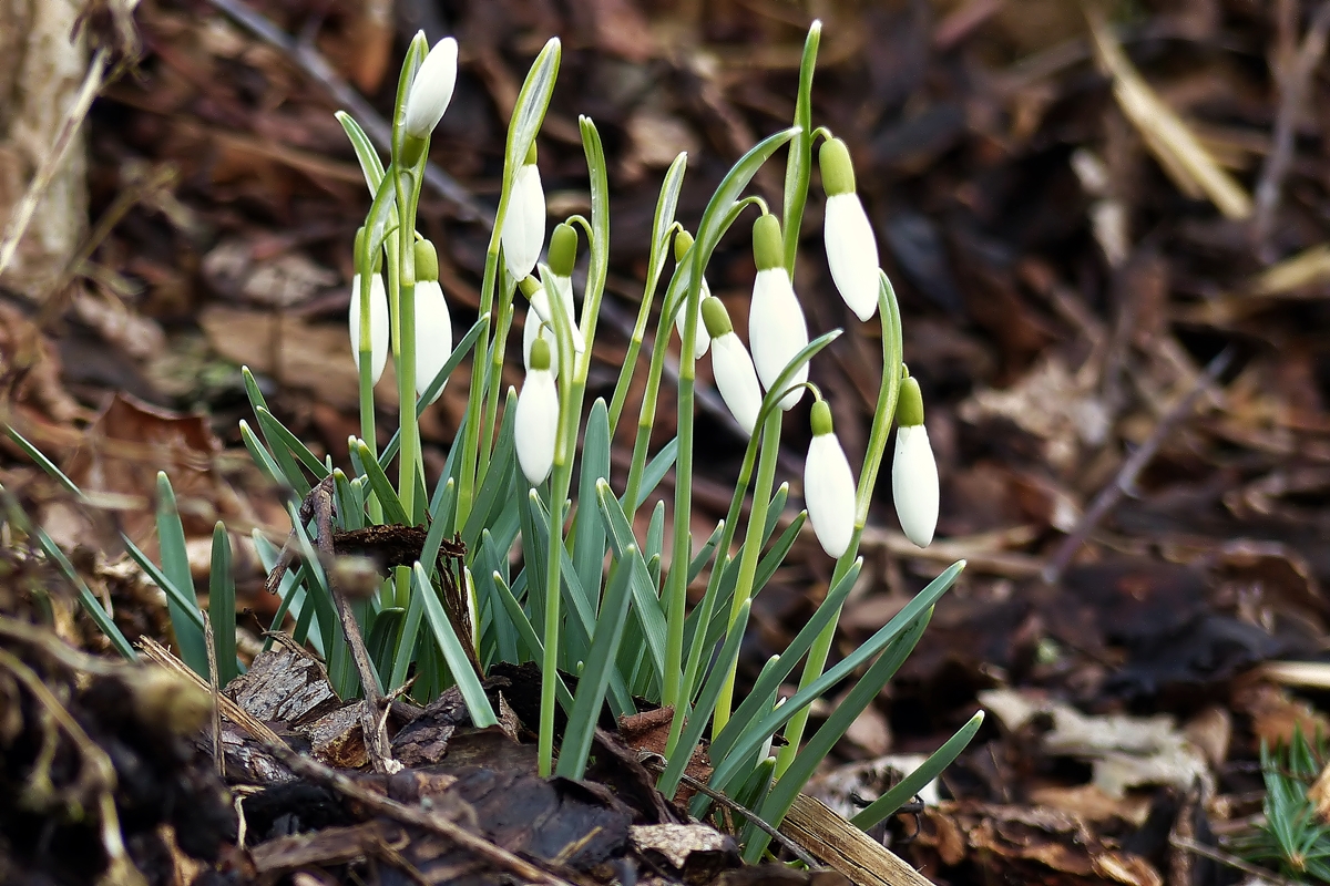 . Erstes zaghaftes Fr�hlingserwachen. 04.03.2015 (Jeanny)