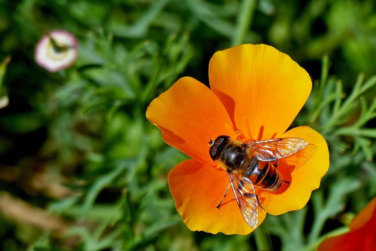 . Fast zu gro� f�r die zierliche Bl�te. 11.08.2014 (Jeanny)
