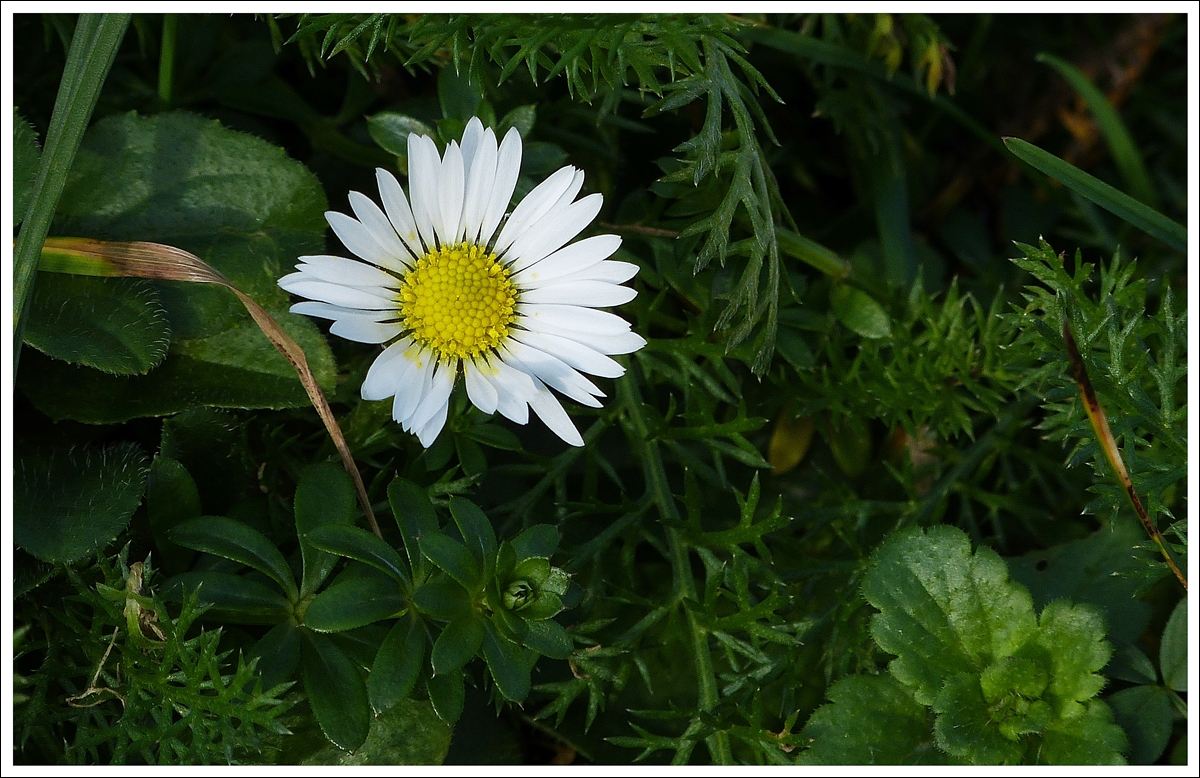. Fr�hling im Januar - Das erste G�nsebl�mchen f�r dieses Jahr. 08.01.2014 (Jeanny)