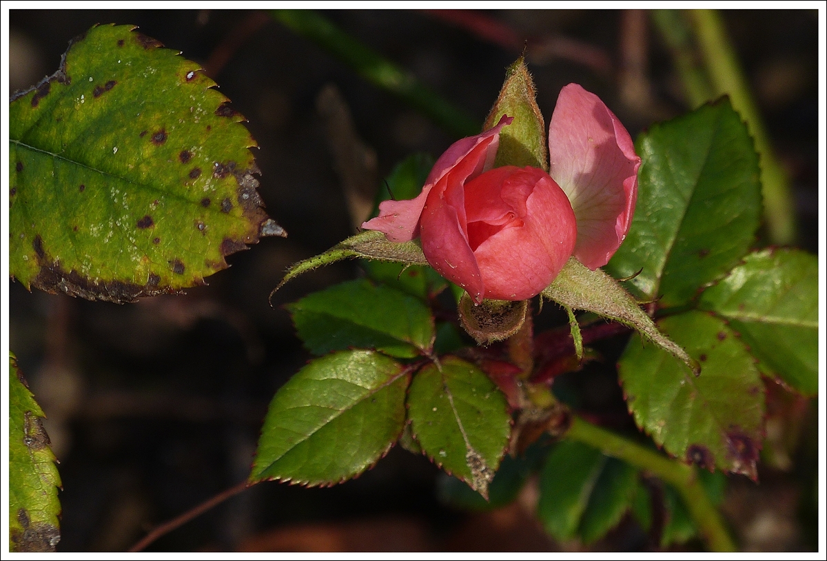 . Fr�hling im Januar - Nicht nur im Lavaux bl�hen die Rosen noch oder schon wieder, auch an der Mosel gibt es bl�hende Rosen im Januar. 08.01.2014 (Jeanny)