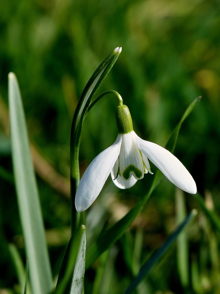 . Fr�hlingserwachen. 24.02.2014 (Jeanny)
