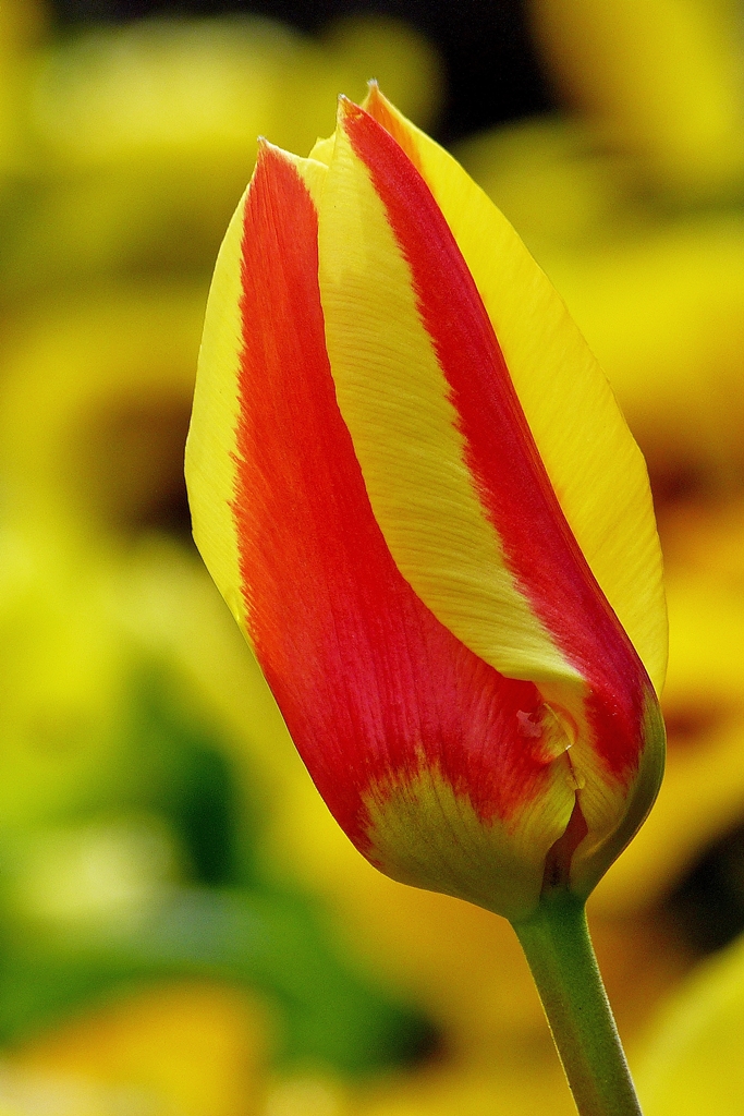 . Gelb/rote Sch�nheit in Dillenburg. 23.04.2014 (Jeanny)
