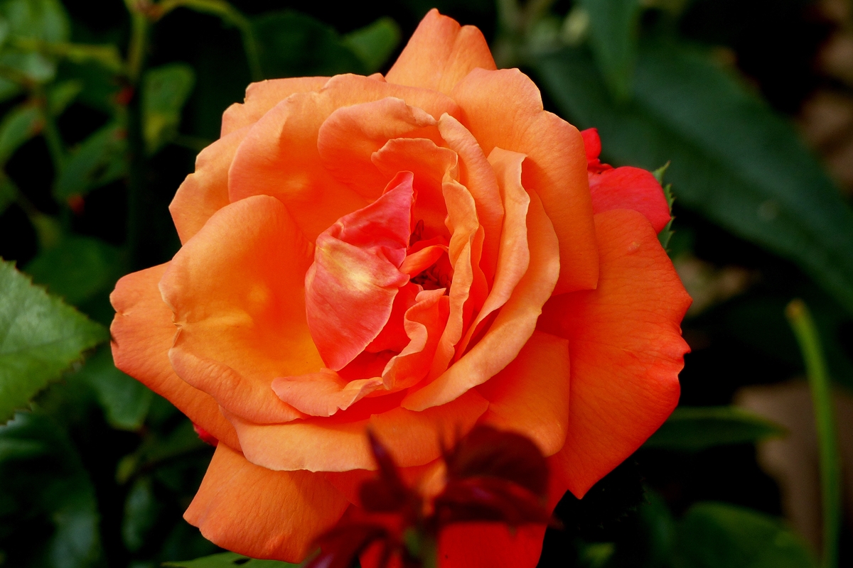 . Immer wieder erfreuen uns die Rosen mit neuen Bl�ten. 08.08.2014 (Jeanny)