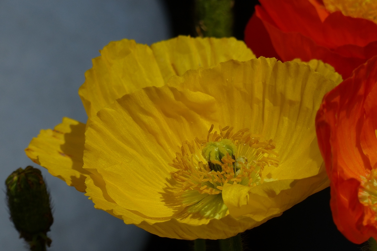 . Islandmohn sorgt f�r Abwechslung. 26.05.2018 (Jeanny)