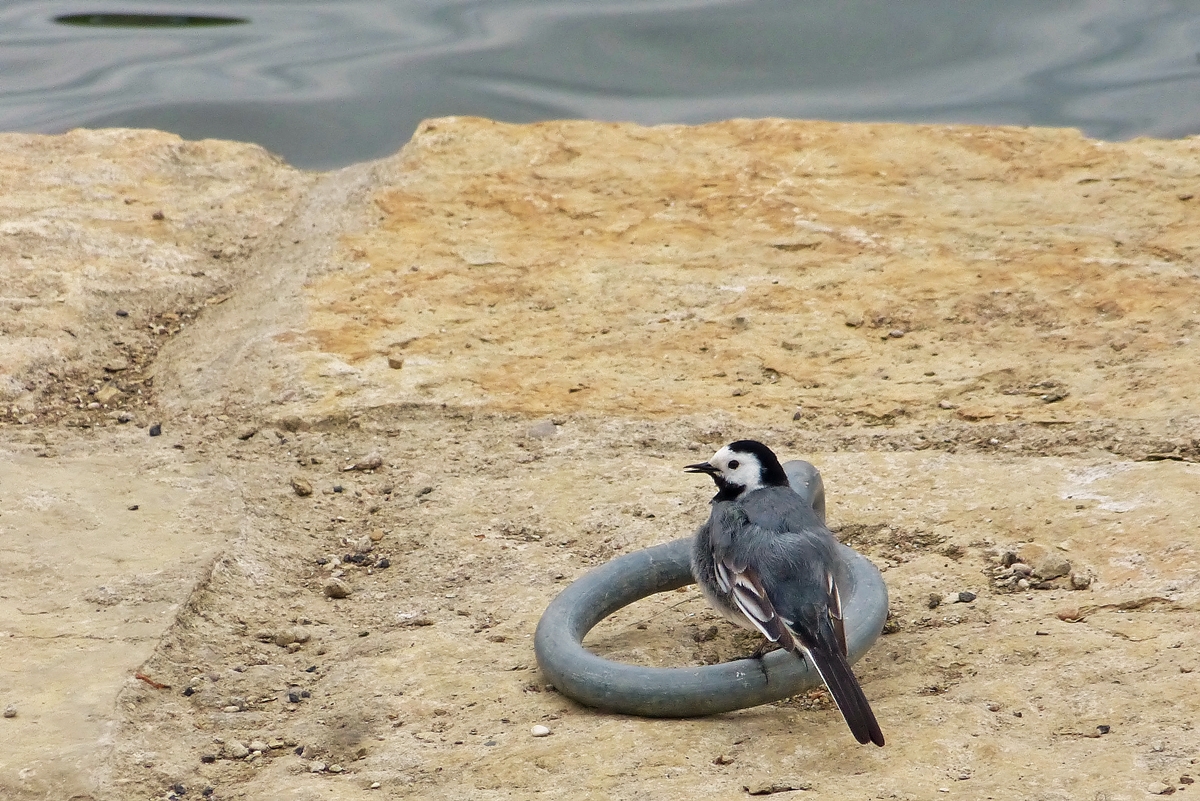 . Kurze Rast f�r die Bachstelze. 26.05.2014 (Jeanny)