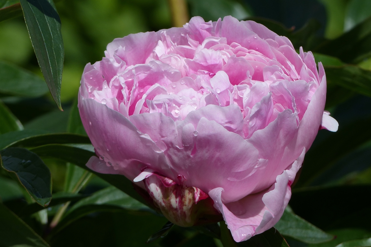 . Langsam �ffnet sich die Bl�te der Pfingstrose. 31.05.2018 (Jeanny)