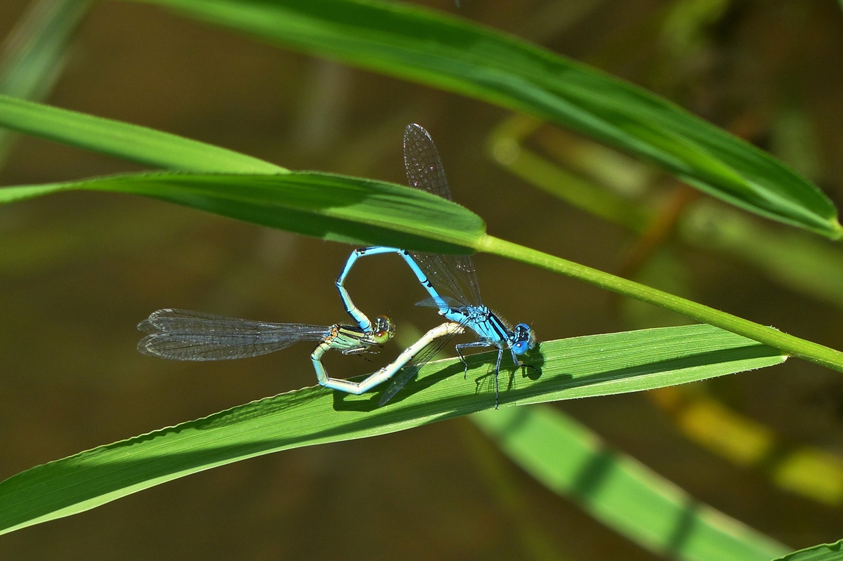 . Paarungsrad eines Gemeinen Becherjungfer (Enallagma cyathigerum) P�rchens. Boulaide, 28.06.2018 (Jeanny)