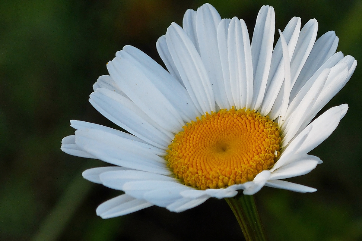. Sch�nheit am Wegesrand. 16.05.2014 (Jeanny)