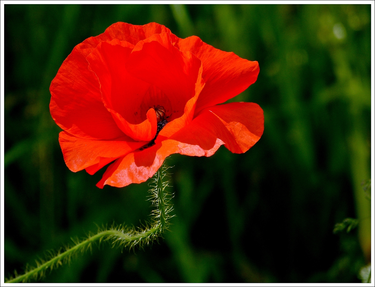 . Sommer Souvenirs - In voller Bl�te. 01.07.2013 (Jeanny)