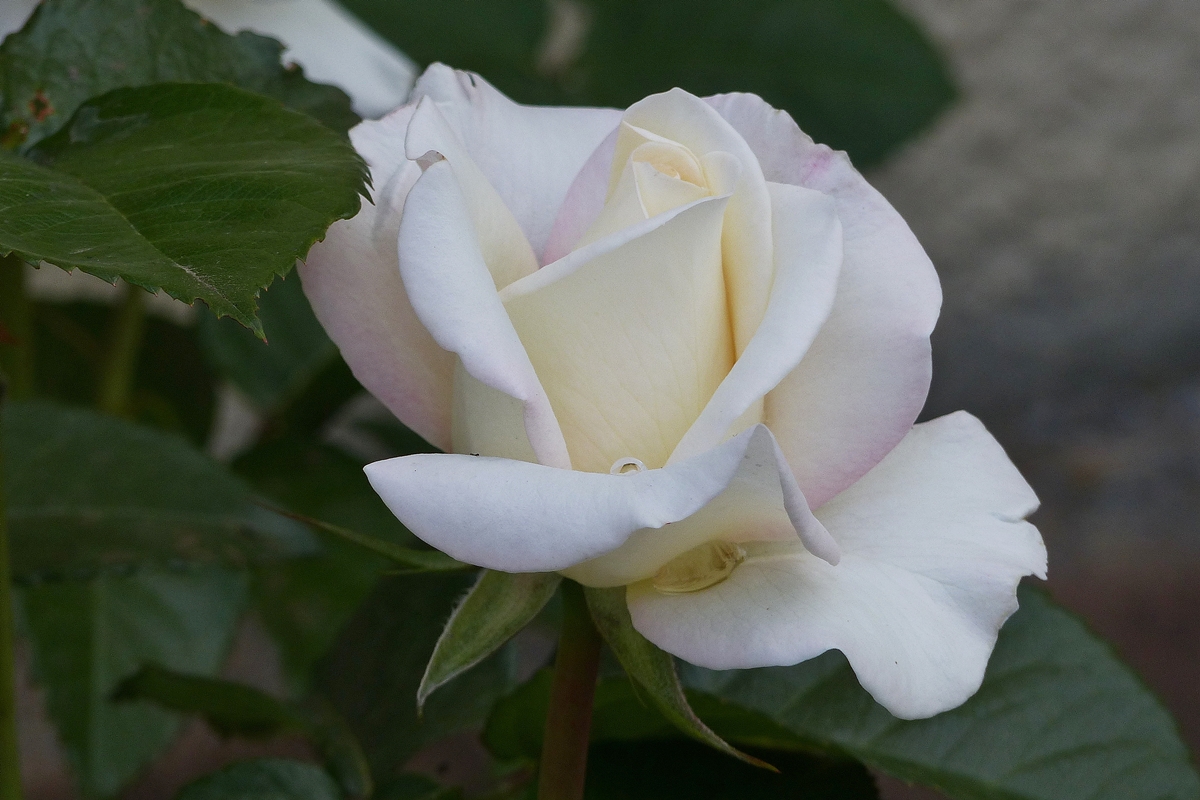 . Wasservorat f�r die Rose. 07.06.2018 (Jeanny)
