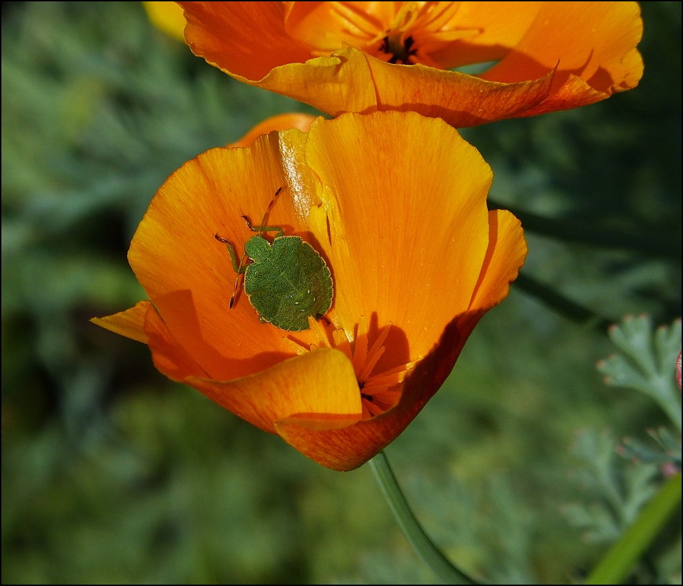 . Wer wird wohl hier abgeh�rt?. 27.08.2013 (Jeanny)