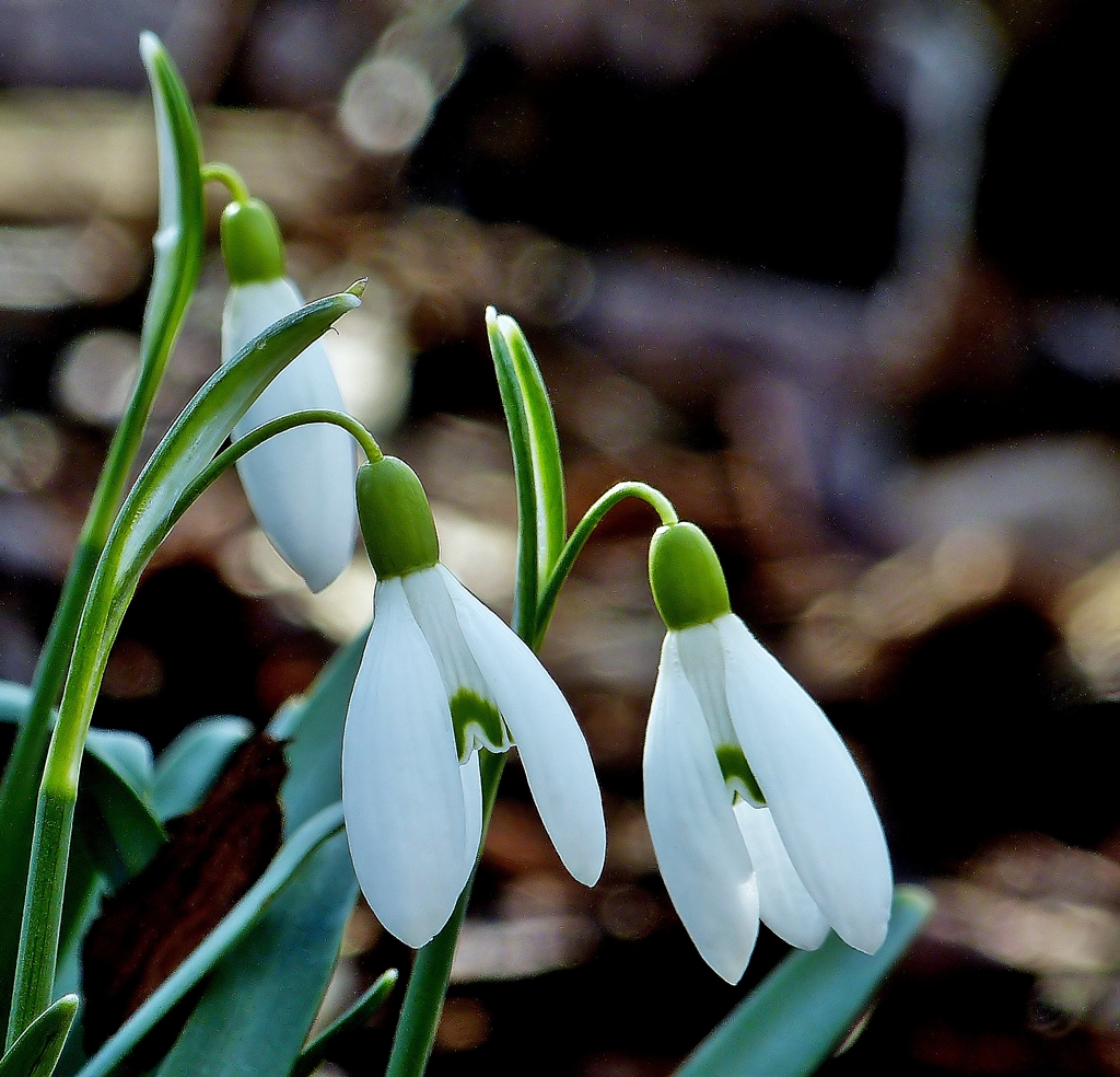 . Zarte Fr�hlingsgr��e jetzt auch aus unserem Garten. 02.03.2014 (Jeanny)