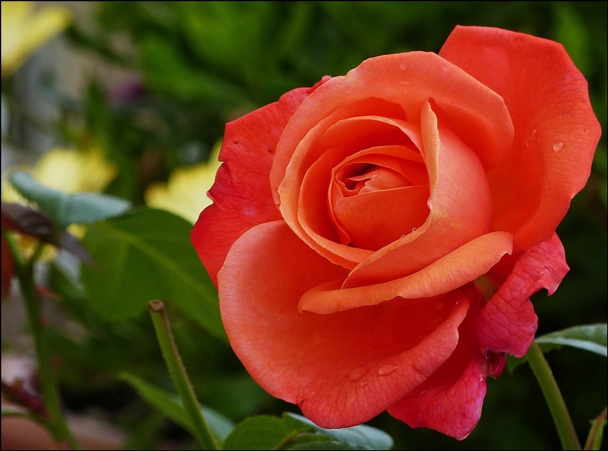 . Zum zweiten Mal in diesem Jahr beginnen die Rosen zu bl�hen. 13.08.2012 (Jeanny)