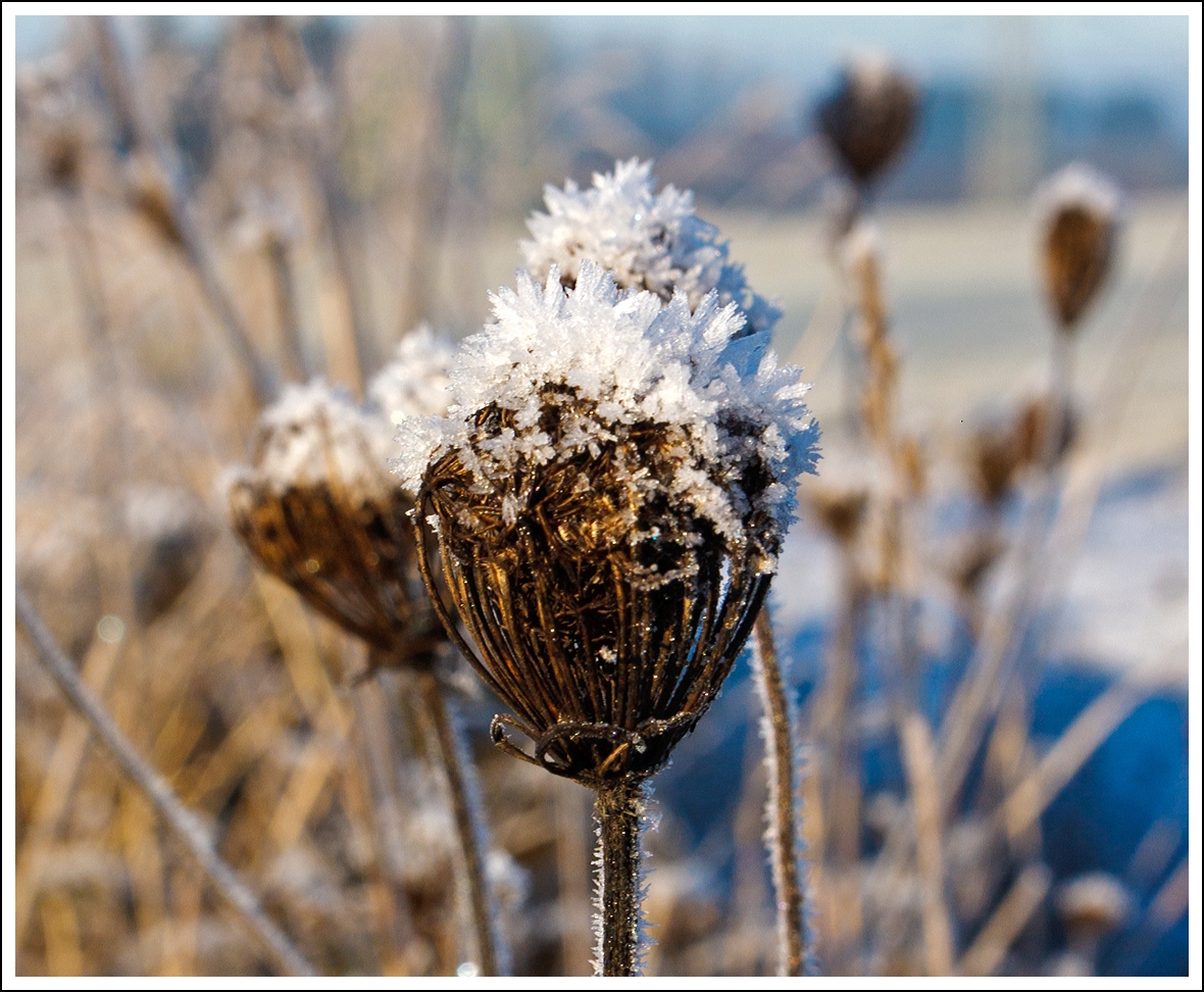 Auf dem Westerwald hat auch der Winter Einzug gehalten. 
Nisterau am 26.11.2013. 
Eiskristalle auf verd�rten Bl�ten.